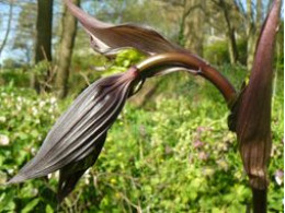 Disporum cantoniense 'Night Heron'