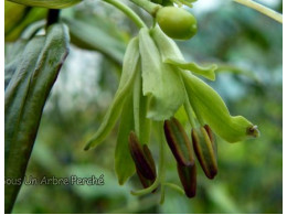 Disporum longistylum L1564