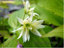 Disporum smilacinum double