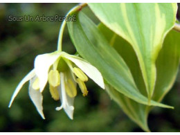 Disporum smilacinum 'Kino Tsukasa'