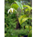 Disporum smilacinum 'Kino Tsukasa'