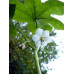 Podophyllum aurantiocaule