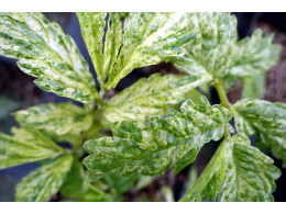 Elatostema umbellatum 'Snow Patch'