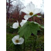 Glaucidium palmatum 'Album'