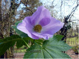 Glaucidium palmatum