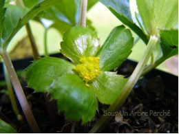 Hacquetia epipactis