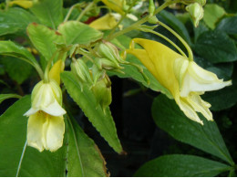 Impatiens omeiana