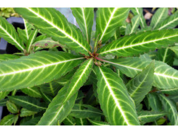 Impatiens omeiana variegata