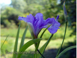 Iris gracilipes