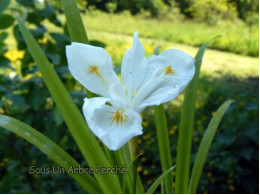 Iris gracilipes 'Alba'