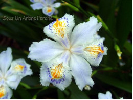 Iris japonica