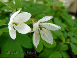 Isopyrum thalictroides