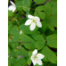 Isopyrum thalictroides