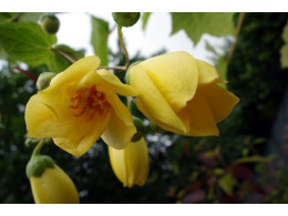 Kirengeshoma palmata (koreana)