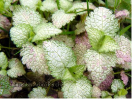 Lamium maculatum