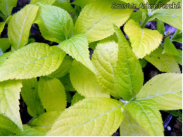 Leucosceptrum japonicum 'Golden Angel'