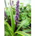 Liriope muscari 'Gold Banded'