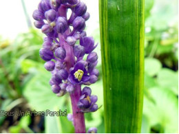 Liriope muscari 'Gold Banded'