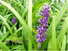 Liriope muscari 'Big Blue'