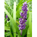 Liriope muscari 'Big Blue'