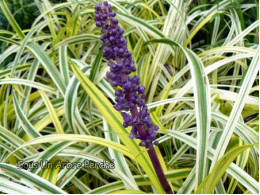 Liriope muscari 'John Burch'