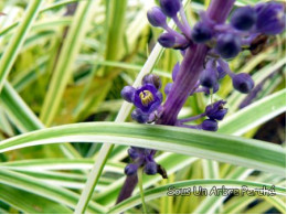 Liriope muscari 'Silvery Sunproof'