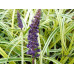 Liriope muscari 'Silvery Sunproof'