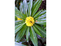 Lysimachia paridiformis var stenophylla