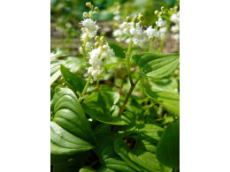 Maianthemum dilatatum