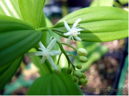 Maianthemum stellatum