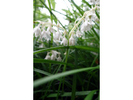 Ophiopogon japonicus BSWJ 1871