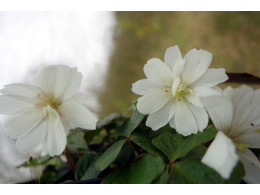 Oxalis griffithii double