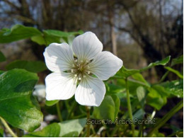 Oxalis griffithii