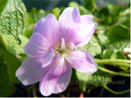 Oxalis griffithii double rose