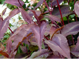 Persicaria microcephala 'Red Dragon'