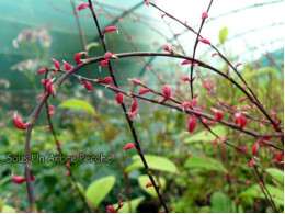 Persicaria filiformis