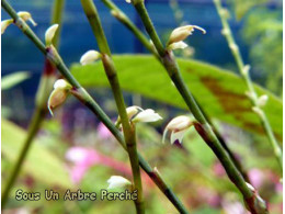 Persicaria filiformis 'Alba'