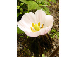 Podophyllum hexandrum