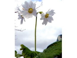 Primula kisoana 'Alba'