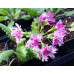 Primula sieboldii 'Momo Kagari Gasane'