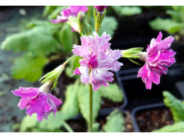 Primula sieboldii 'Momo Kagari Gasane'