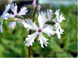 Primula sieboldii 'Shiro Tombo'