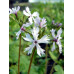 Primula sieboldii 'Shiro Tombo'