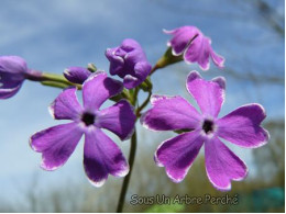 Primula sieboldii 'Sumi Zome Genji'