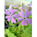 Primula sieboldii 'Sumi Zome Genji'