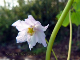 Ranzania japonica