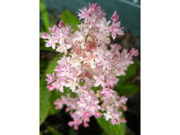 Rodgersia pinnata 'Maurice Mason'