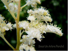 Rodgersia 'Borodin'