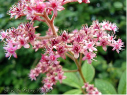 Rodgersia pinnata 'Buckland Beauty'