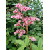 Rodgersia pinnata 'Buckland Beauty'